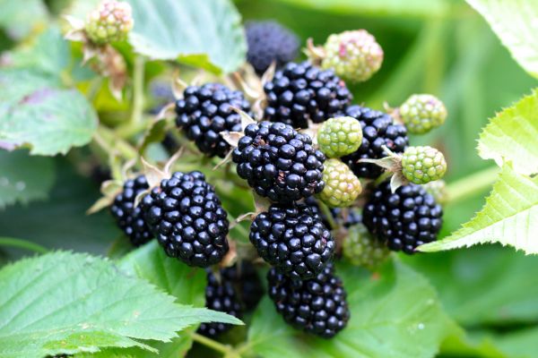 Blackberry Bush Removal in Fenton