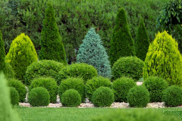Bush Shaping Service in Fenton