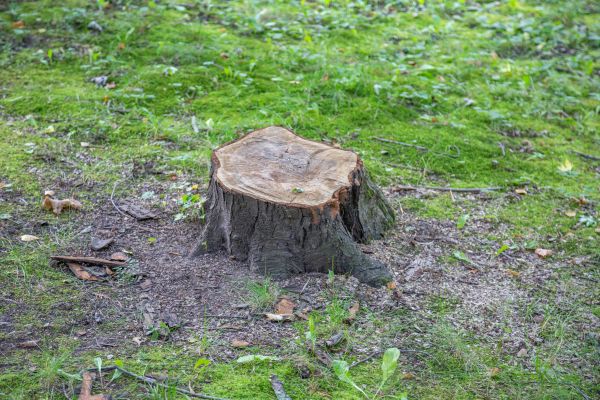 Bush Stump Removal in Fenton