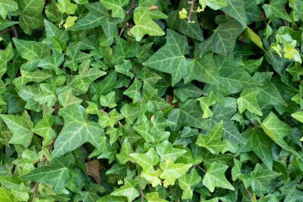 English Ivy Removal in Fenton