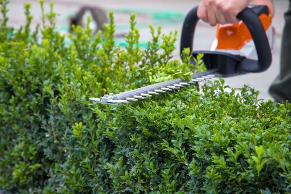 Hedge Pruning in Fenton