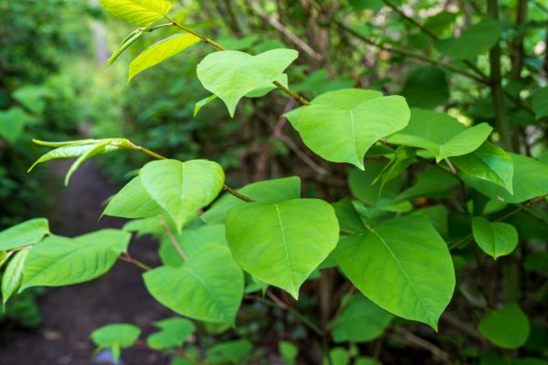 Invasive Plant Removal in Fenton