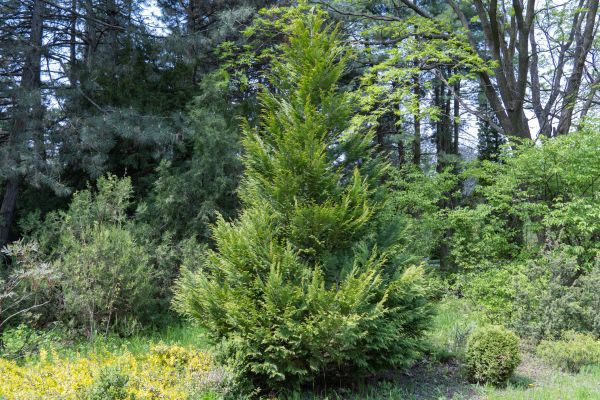 Juniper Pruning in Fenton