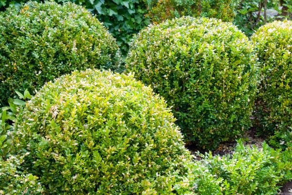 Landscape Trimming Service in Fenton