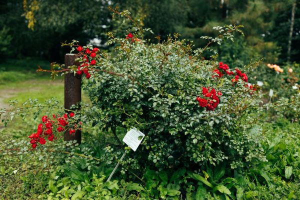 Rose Bush Removal in Fenton