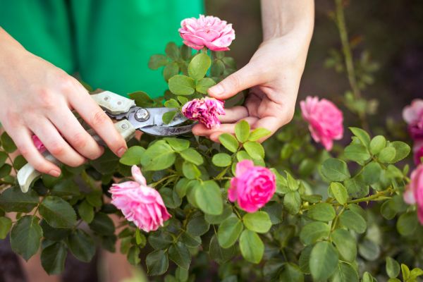 Rose Trimming in Fenton