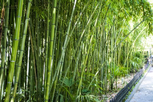 Bamboo Root Removal in Fenton