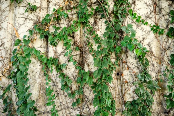 Vine Removal Service in Fenton
