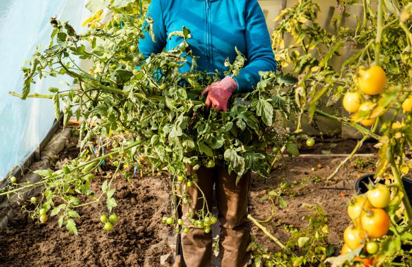 Garden Plant Removal in Fenton