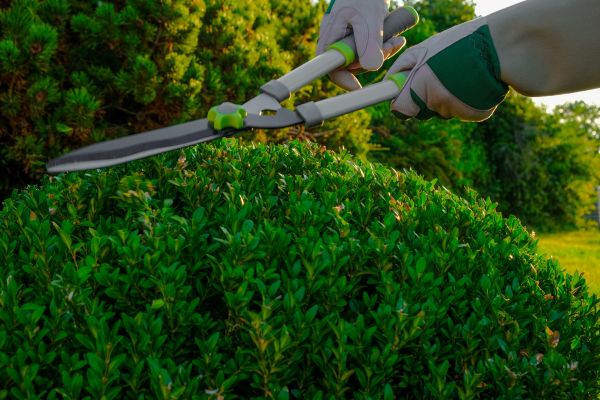 Topiary Shearing in Fenton