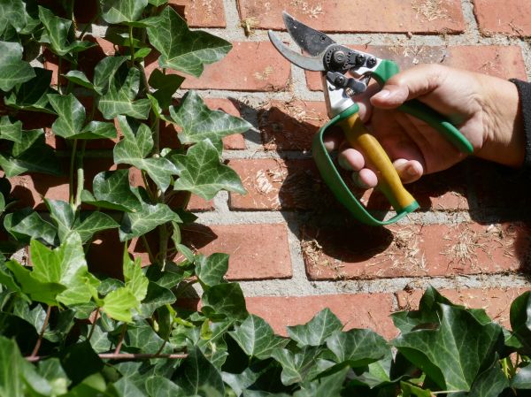 Ivy Removal Service in Fenton