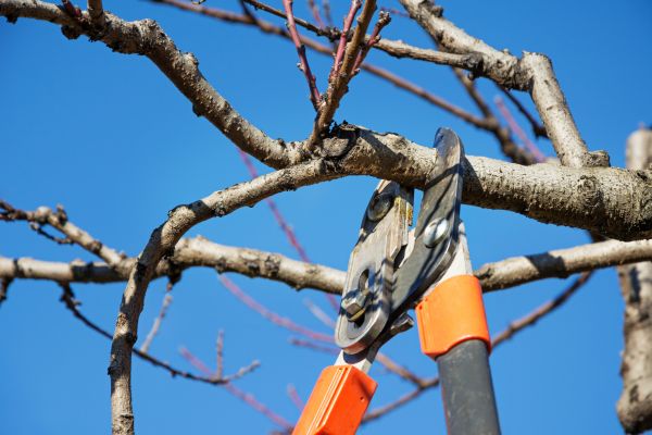 Selective Pruning in Fenton