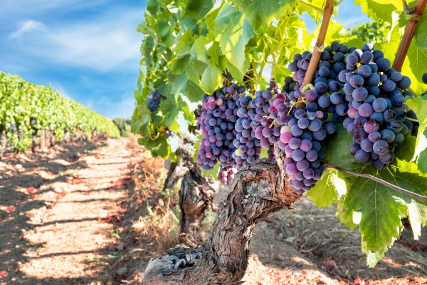 Grapevine Pruning in Fenton