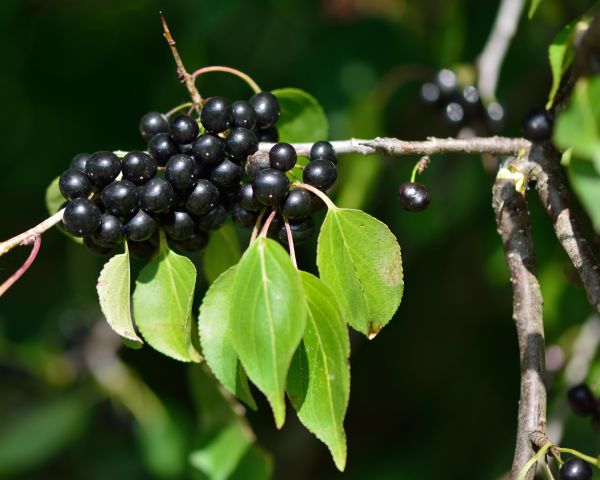 Buckthorn Removal in Fenton