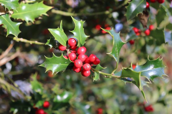 Holly Tree Trimming in Fenton