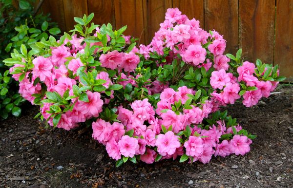 Azaleas Removal in Fenton