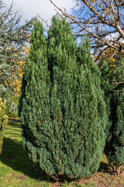 Juniper Trimming in Fenton