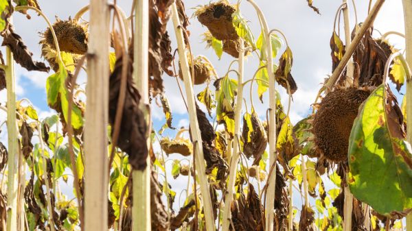 Dead Plant Removal in Fenton
