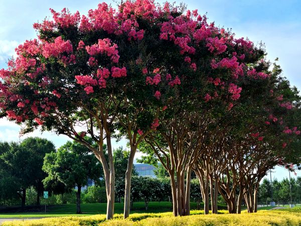 Crepe Myrtle Pruning in Fenton