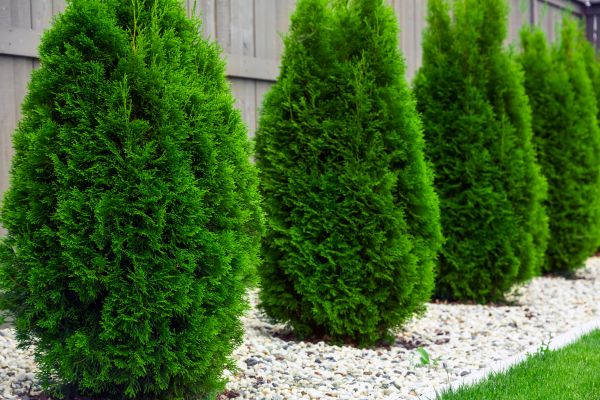 Arborvitae Pruning in Fenton