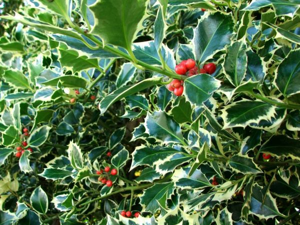 Holly Bushes Trimming in Fenton