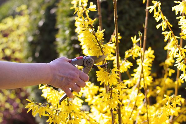 Forsythia Pruning in Fenton