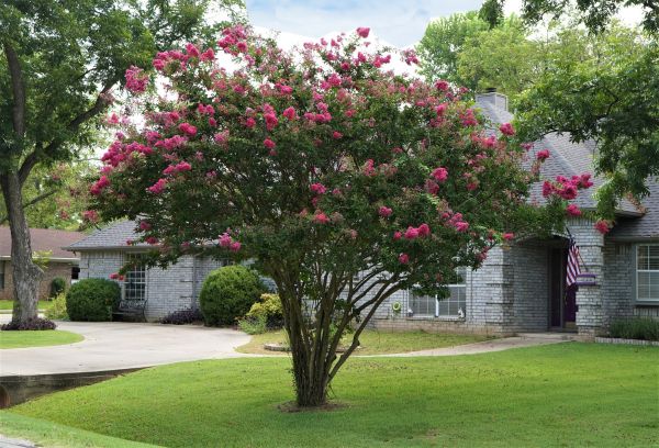 Crepe Myrtle Trimming in Fenton