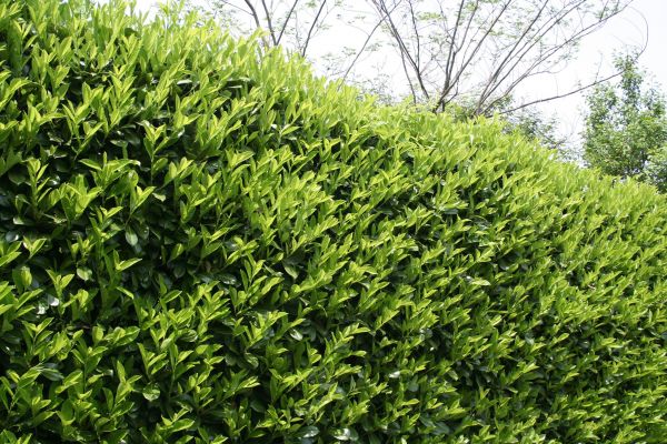 Laurel Shrub Removal in Fenton