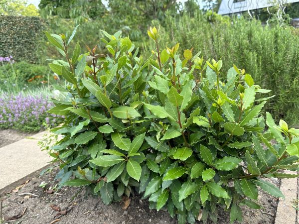 Laurel Hedge Removal in Fenton