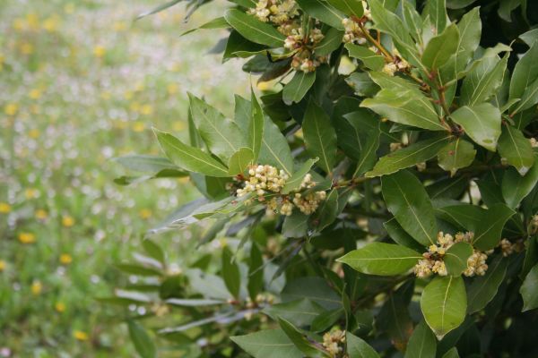 Laurel Trimming in Fenton