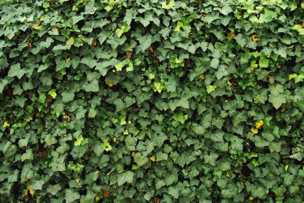 Ivy Pruning service in Fenton