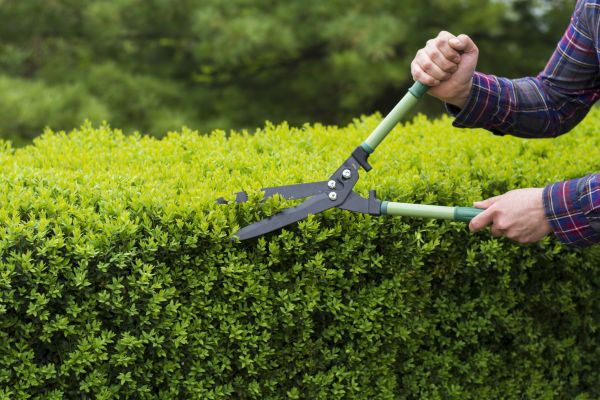 Evergreen Shrub Pruning in Fenton