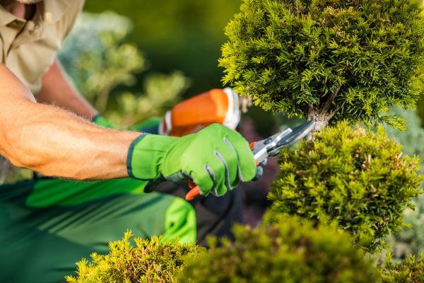 Landscape Pruning Service in Fenton