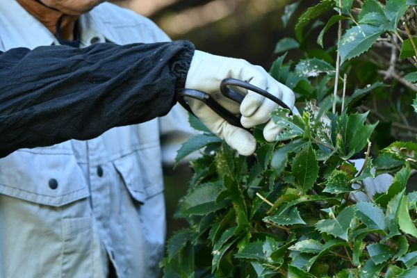 Holly Pruning in Fenton
