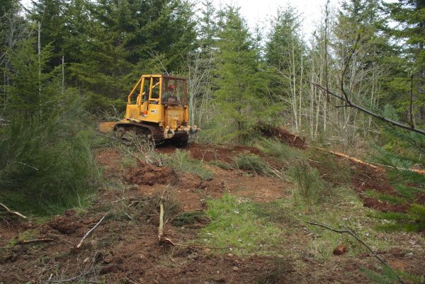 Shrubbery Clearing in Fenton