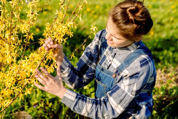 Forsythia Trimming in Fenton