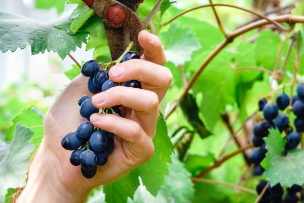 Vineyard Pruning in Fenton