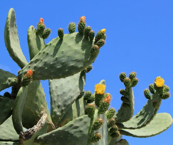 Cactus Removal in Fenton