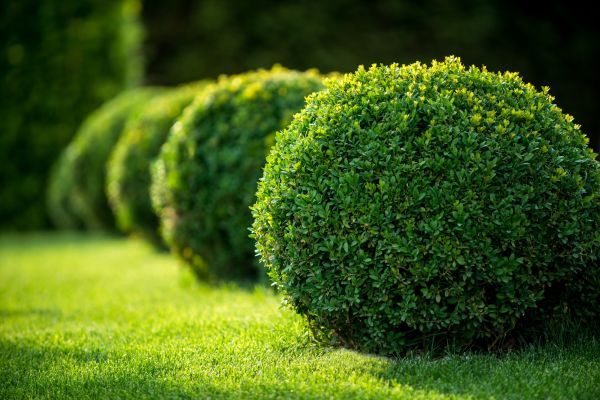 Boxwood Shaping in Fenton