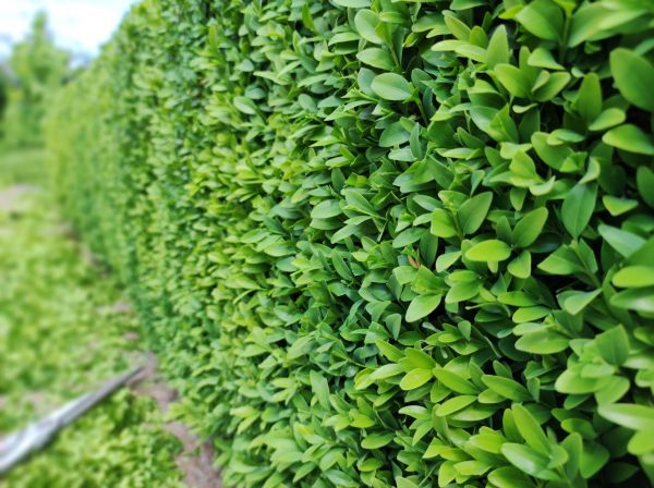 Boxwood Pruning in Fenton