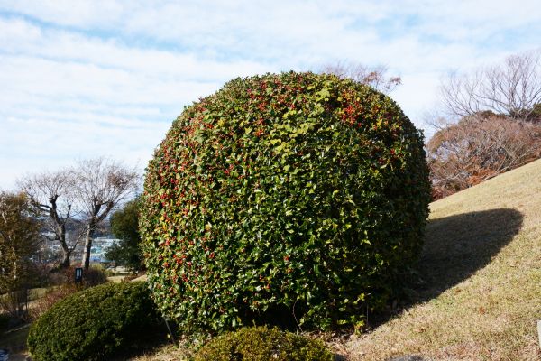 Holly Shrub Pruning in Fenton