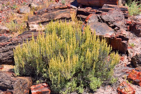 Sagebrush Removal in Fenton