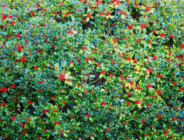 Holly Bush Removal in Fenton