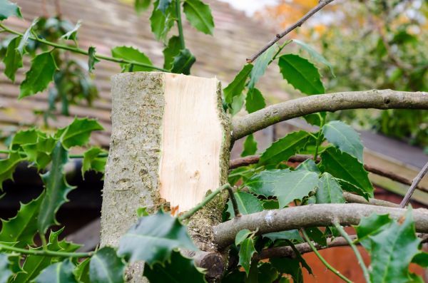 Holly Tree Removal in Fenton