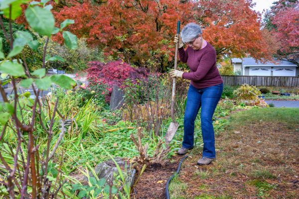 Dead Bush Removal in Fenton