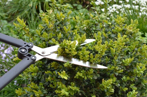 Boxwood Trimming in Fenton