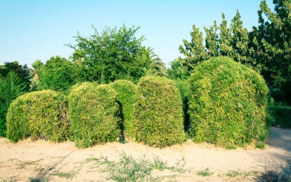 Bamboo Hedge Removal in Fenton