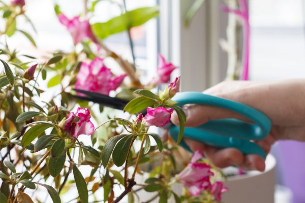 Azalea Pruning in Fenton