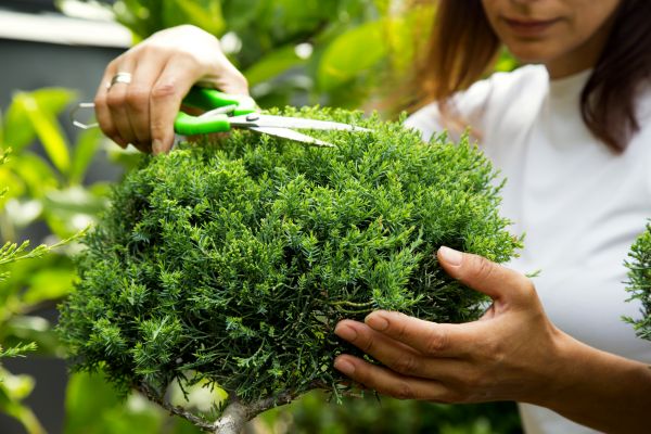 Juniper Shrub Pruning in Fenton