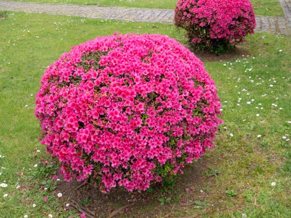 Rhododendron Pruning in Fenton